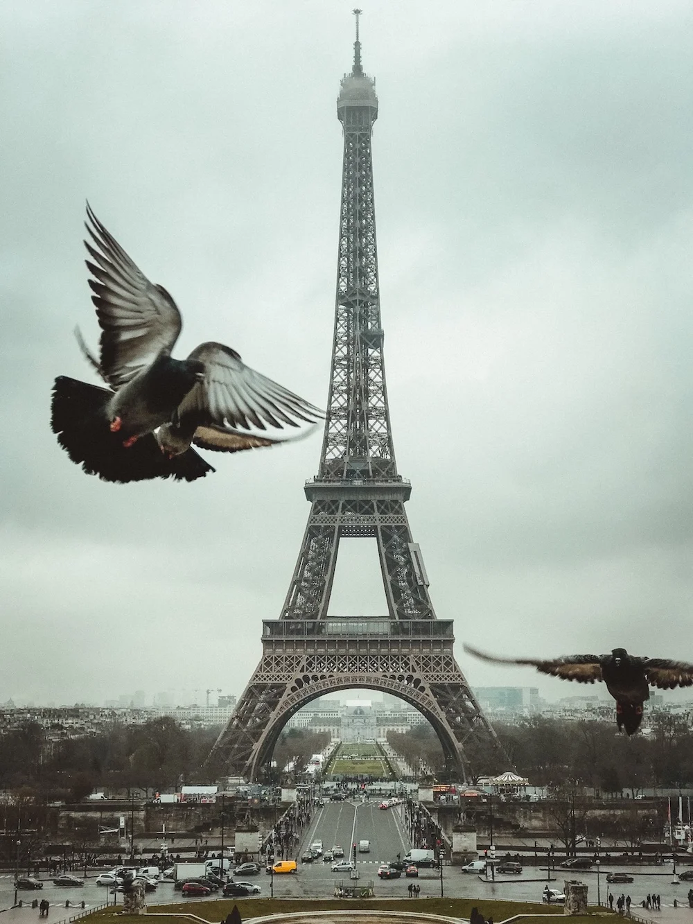 Eiffel Tower in Paris with flying birds in the foreground